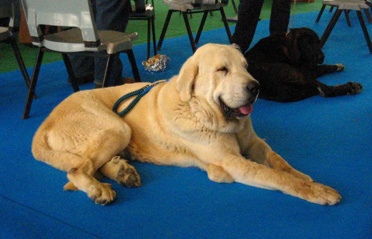 Dogue de Bordeaux, Bernese Mountain Dog, Irish Wolfhound, Great Dane, Rottweiler, Leonberger, Saint Bernard, Newfoundland, Neapolitan Mastiff, Scottish Deerhound, Greater Swiss Mountain Dog, Shar pei, Spanish Mastiff