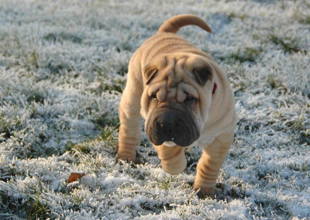 Shar pei Dogue de Bordeaux, Bernese Mountain Dog, Irish Wolfhound, Great Dane, Rottweiler, Leonberger, Saint Bernard, Newfoundland, Neapolitan Mastiff, Greater Swiss Mountain Dog, Scottish Deerhound, Shar pei, Spanish Mastiff