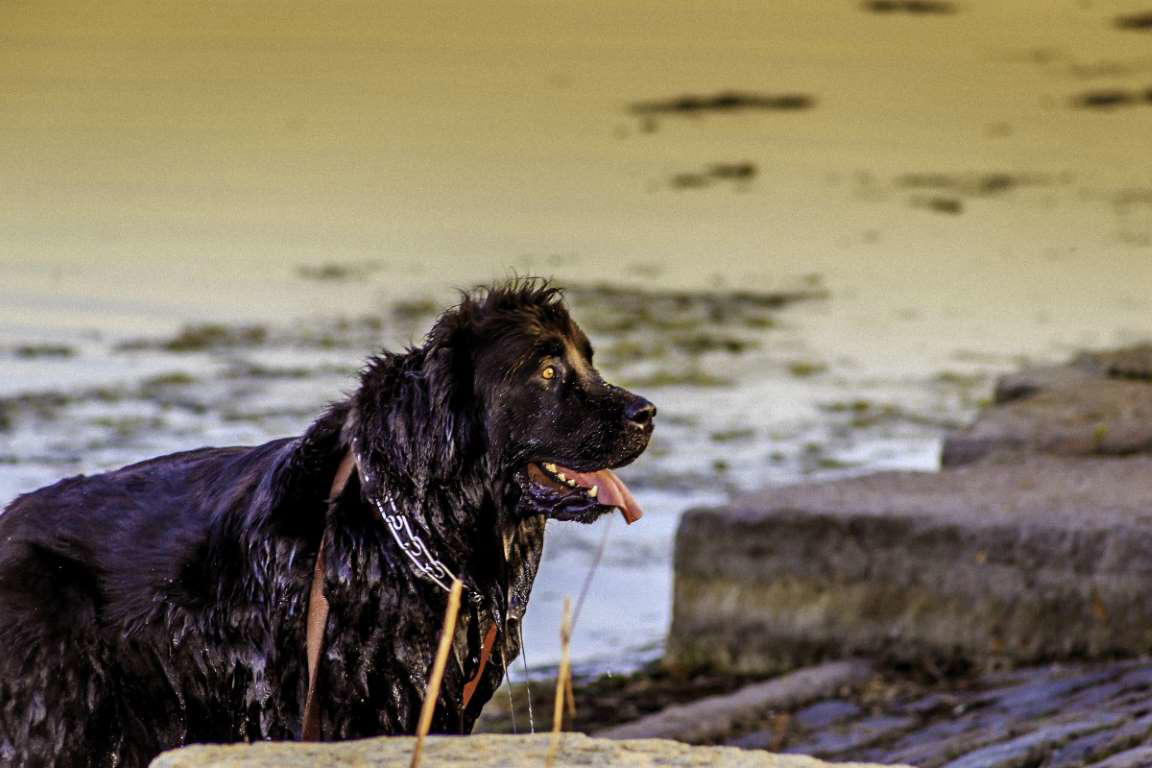 Newfoundland Dogue de Bordeaux, Bernese Mountain Dog, Irish Wolfhound, Great Dane, Rottweiler, Leonberger, Saint Bernard, Newfoundland, Neapolitan Mastiff, Greater Swiss Mountain Dog, Scottish Deerhound, Shar pei, Spanish Mastiff