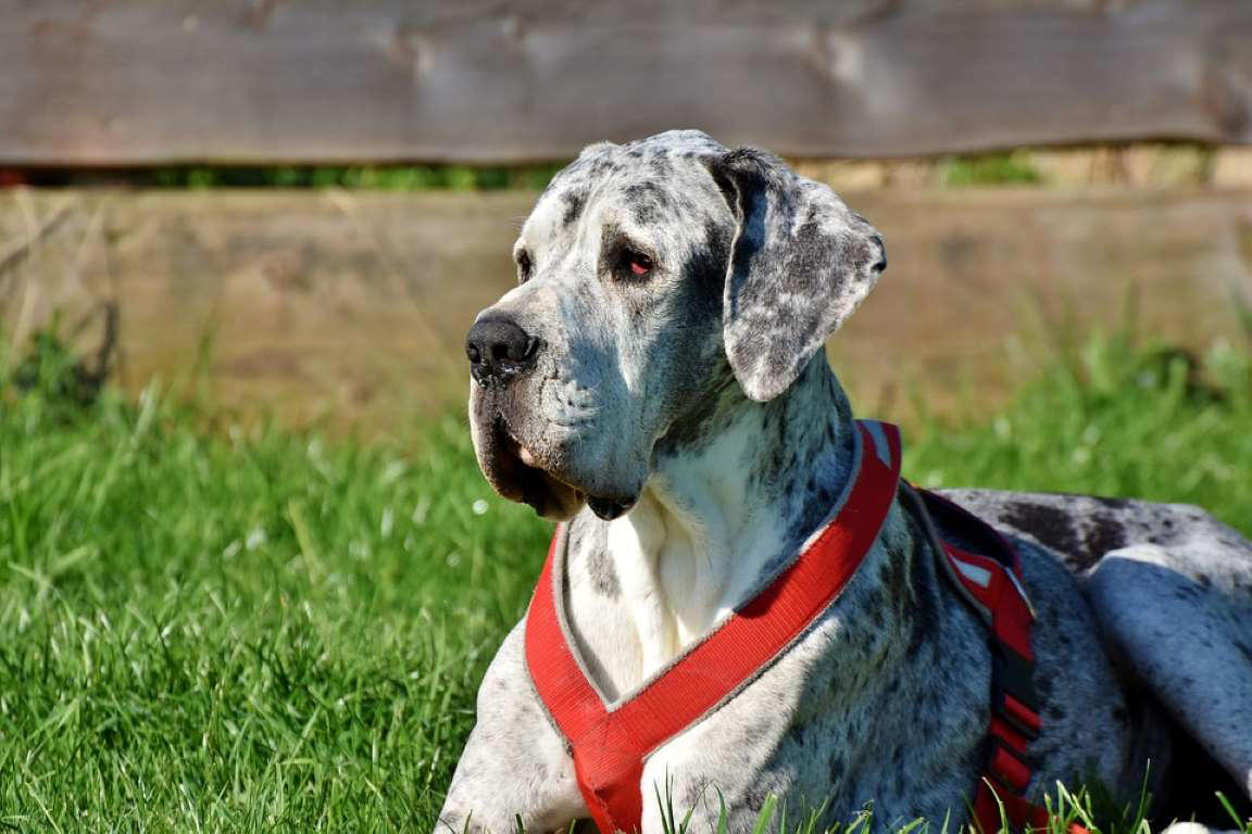 Great Dane Dogue de Bordeaux, Bernese Mountain Dog, Irish Wolfhound, Great Dane, Rottweiler, Leonberger, Saint Bernard, Newfoundland, Neapolitan Mastiff, Greater Swiss Mountain Dog, Scottish Deerhound, Shar pei, Spanish Mastiff