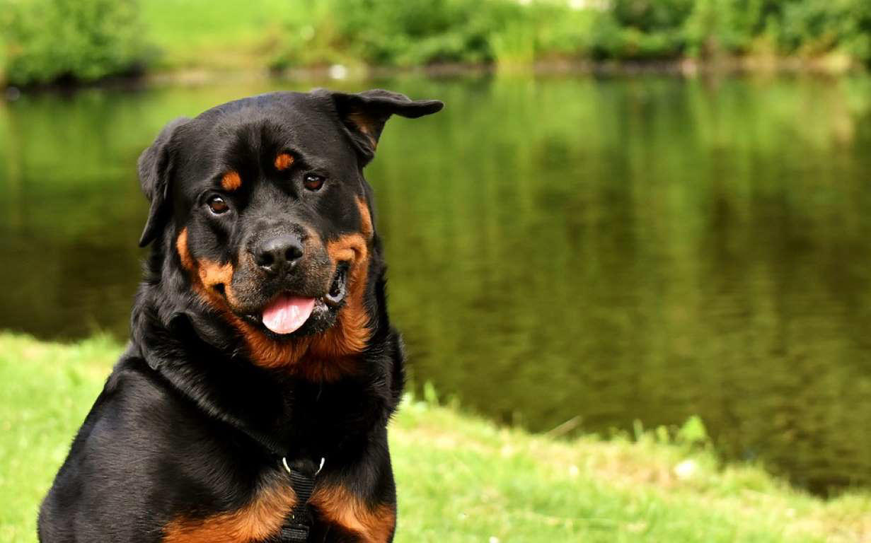 Rottweiler Dogue de Bordeaux, Bernese Mountain Dog, Irish Wolfhound, Great Dane, Rottweiler, Leonberger, Saint Bernard, Newfoundland, Neapolitan Mastiff, Greater Swiss Mountain Dog, Scottish Deerhound, Shar pei, Spanish Mastiff