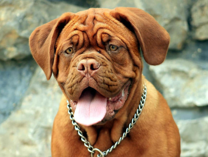 Dogue de Bordeaux Dogue de Bordeaux, Bernese Mountain Dog, Irish Wolfhound, Great Dane, Rottweiler, Leonberger, Saint Bernard, Newfoundland, Neapolitan Mastiff, Greater Swiss Mountain Dog, Scottish Deerhound, Shar pei, Spanish Mastiff