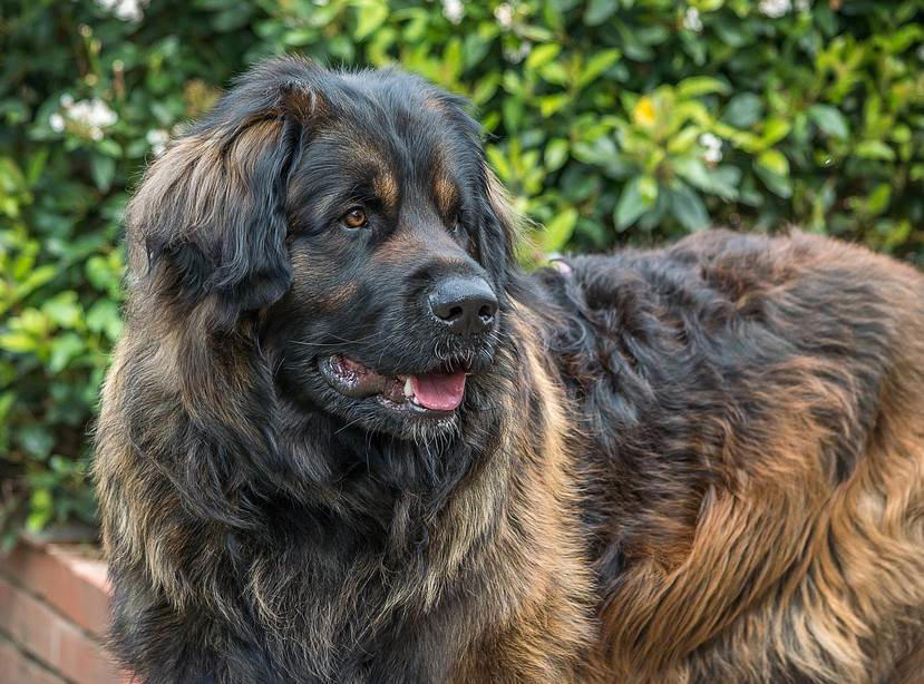 Dogue de Bordeaux, Bernese Mountain Dog, Irish Wolfhound, Great Dane, Rottweiler, Leonberger, Saint Bernard, Newfoundland, Neapolitan Mastiff, Scottish Deerhound, Greater Swiss Mountain Dog, Shar pei, Spanish Mastiff