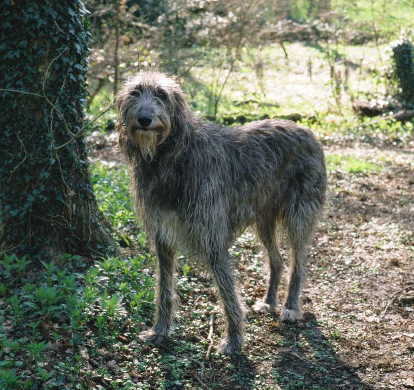 Dogue de Bordeaux, Bernese Mountain Dog, Irish Wolfhound, Great Dane, Rottweiler, Leonberger, Saint Bernard, Newfoundland, Neapolitan Mastiff, Scottish Deerhound, Greater Swiss Mountain Dog, Shar pei, Spanish Mastiff