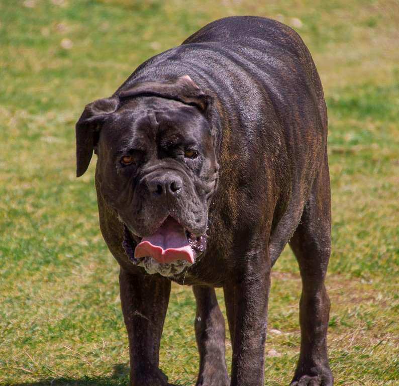 Dogue de Bordeaux, Bernese Mountain Dog, Irish Wolfhound, Great Dane, Rottweiler, Leonberger, Saint Bernard, Newfoundland, Neapolitan Mastiff, Scottish Deerhound, Greater Swiss Mountain Dog, Shar pei, Spanish Mastiff