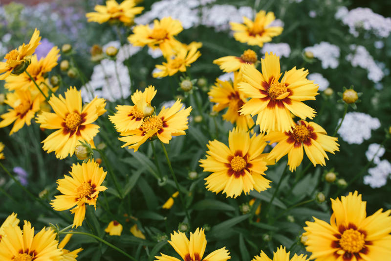 Coreopsis Moody Blues™ Veronica, Brazilian Dwarf Morning-glory, Dear Dolores™ Hydrangea, Wishbone Flower, Sea Holly, 'Sterling Moon' Lunar Lights™ Begonia, St. John’s Wort, Bush Violet, Tickseed, Garden Jewels™ Gerbera Daisy, Cape Plumbago, Ladybird® Sunglow Texas Primrose, Pincushion Flower, Black-eyed Susan