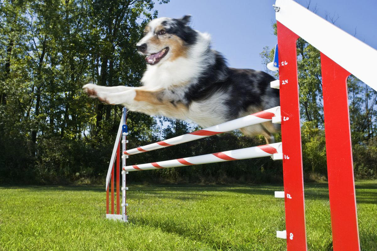 9) Australian Shepard 2) Corgi, 3) German Shepard, 4) Border Collie, 5) Bernese Mountain Dog, 6) Golden Retriever, 7) Havanese, 8) Australian Cattle Dog, 9) Poodles, 10) Rottweiler, 11) Papillon, 13) English Springer Spaniel, 14) Doberman Pinscher, 15) Bichon Frise, 16) Australian Shepard, 17) Border Terrier, 18) Vizslas, 19) Belgian Malinois, 20) Miniature Schnauzers