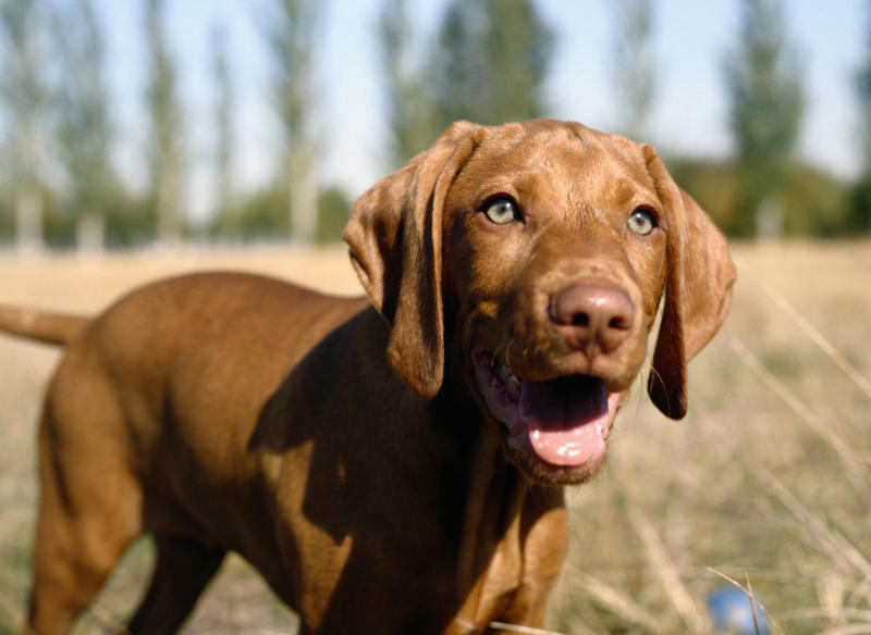 10) Vizslas 2) Corgi, 3) German Shepard, 4) Border Collie, 5) Bernese Mountain Dog, 6) Golden Retriever, 7) Havanese, 8) Australian Cattle Dog, 9) Poodles, 10) Rottweiler, 11) Papillon, 13) English Springer Spaniel, 14) Doberman Pinscher, 15) Bichon Frise, 16) Australian Shepard, 17) Border Terrier, 18) Vizslas, 19) Belgian Malinois, 20) Miniature Schnauzers