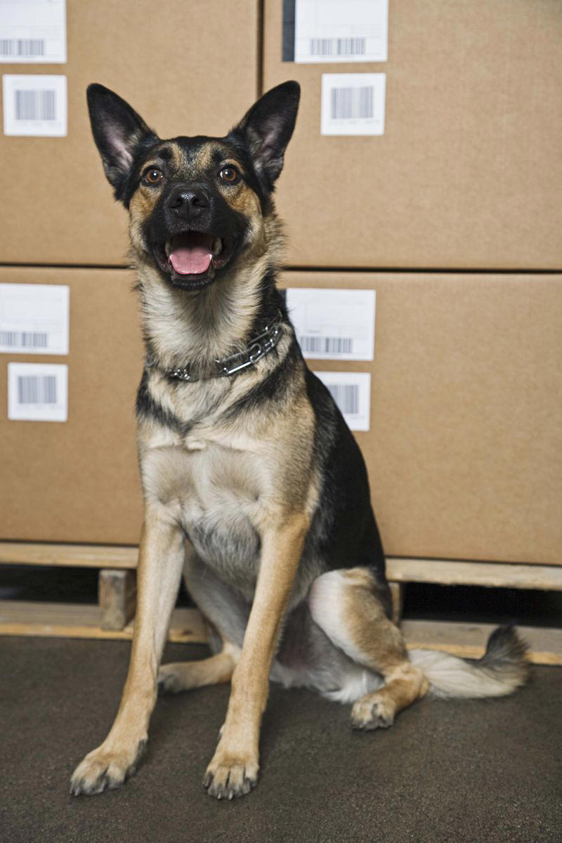 2) German Shepard 2) Corgi, 3) German Shepard, 4) Border Collie, 5) Bernese Mountain Dog, 6) Golden Retriever, 7) Havanese, 8) Australian Cattle Dog, 9) Poodles, 10) Rottweiler, 11) Papillon, 13) English Springer Spaniel, 14) Doberman Pinscher, 15) Bichon Frise, 16) Australian Shepard, 17) Border Terrier, 18) Vizslas, 19) Belgian Malinois, 20) Miniature Schnauzers