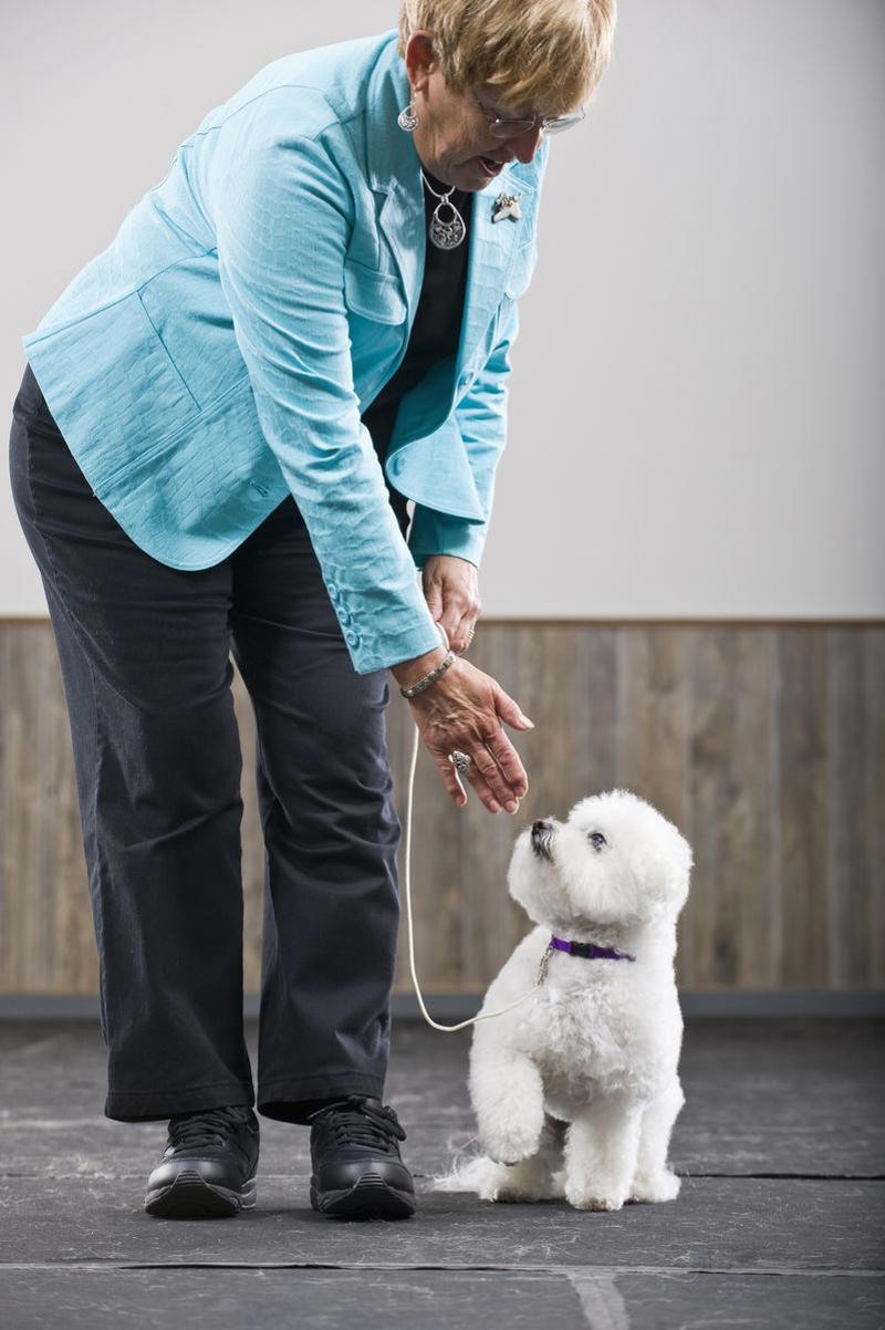 8) Bichon Frise 2) Corgi, 3) German Shepard, 4) Border Collie, 5) Bernese Mountain Dog, 6) Golden Retriever, 7) Havanese, 8) Australian Cattle Dog, 9) Poodles, 10) Rottweiler, 11) Papillon, 13) English Springer Spaniel, 14) Doberman Pinscher, 15) Bichon Frise, 16) Australian Shepard, 17) Border Terrier, 18) Vizslas, 19) Belgian Malinois, 20) Miniature Schnauzers