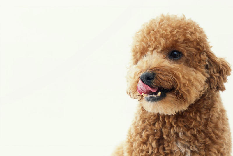 5) Poodles 2) Corgi, 3) German Shepard, 4) Border Collie, 5) Bernese Mountain Dog, 6) Golden Retriever, 7) Havanese, 8) Australian Cattle Dog, 9) Poodles, 10) Rottweiler, 11) Papillon, 13) English Springer Spaniel, 14) Doberman Pinscher, 15) Bichon Frise, 16) Australian Shepard, 17) Border Terrier, 18) Vizslas, 19) Belgian Malinois, 20) Miniature Schnauzers