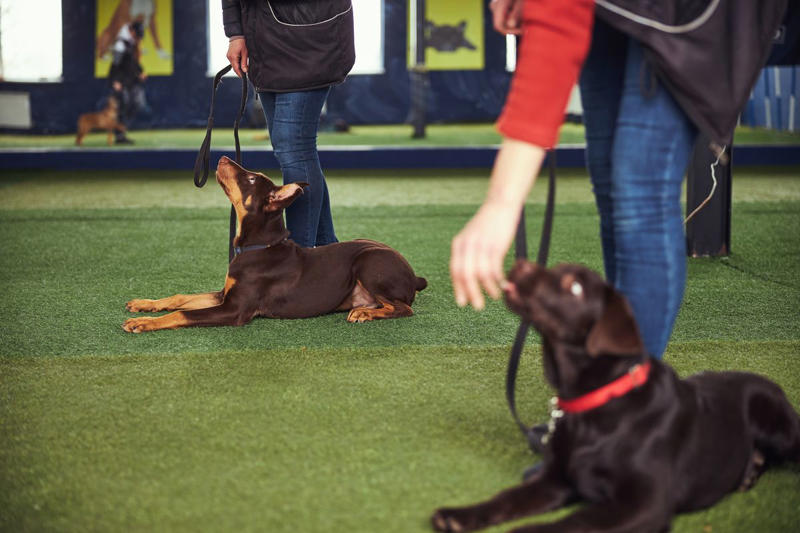7) Doberman Pinscher 2) Corgi, 3) German Shepard, 4) Border Collie, 5) Bernese Mountain Dog, 6) Golden Retriever, 7) Havanese, 8) Australian Cattle Dog, 9) Poodles, 10) Rottweiler, 11) Papillon, 13) English Springer Spaniel, 14) Doberman Pinscher, 15) Bichon Frise, 16) Australian Shepard, 17) Border Terrier, 18) Vizslas, 19) Belgian Malinois, 20) Miniature Schnauzers