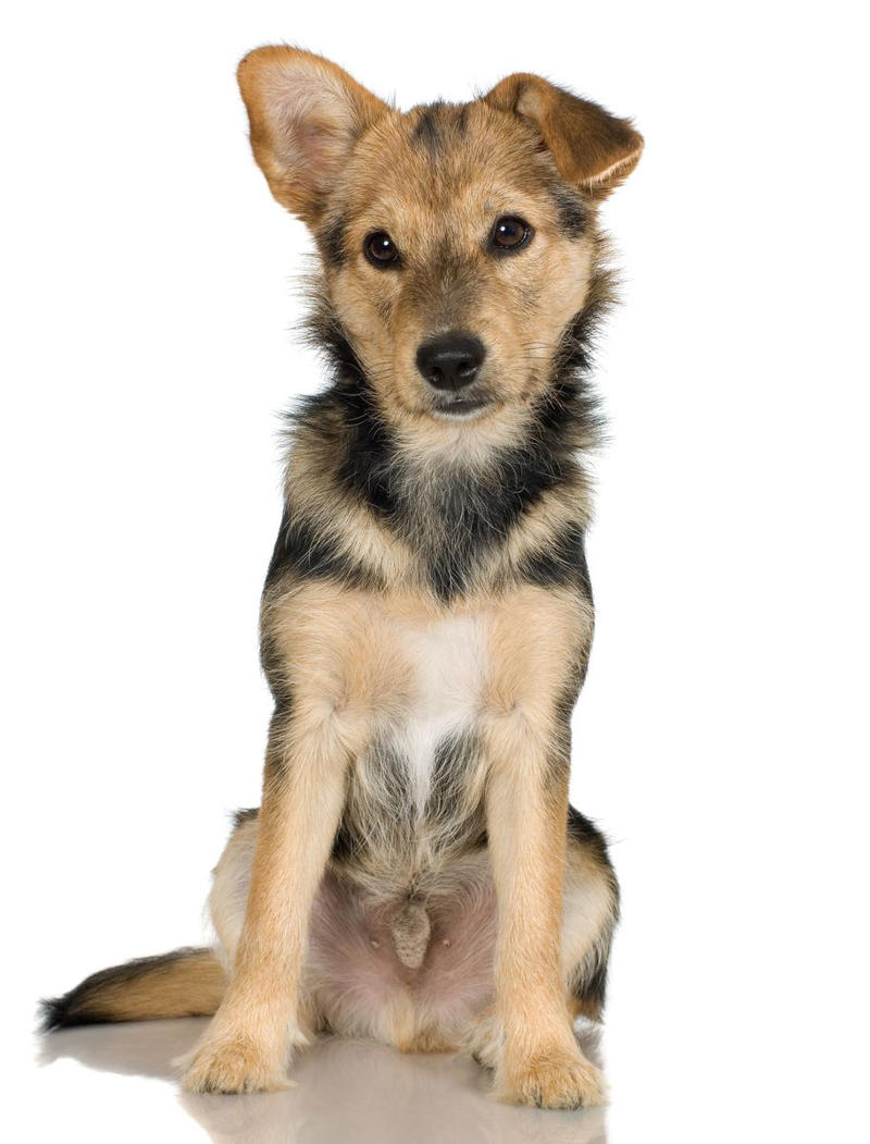 11) Belgian Malinois 2) Corgi, 3) German Shepard, 4) Border Collie, 5) Bernese Mountain Dog, 6) Golden Retriever, 7) Havanese, 8) Australian Cattle Dog, 9) Poodles, 10) Rottweiler, 11) Papillon, 13) English Springer Spaniel, 14) Doberman Pinscher, 15) Bichon Frise, 16) Australian Shepard, 17) Border Terrier, 18) Vizslas, 19) Belgian Malinois, 20) Miniature Schnauzers