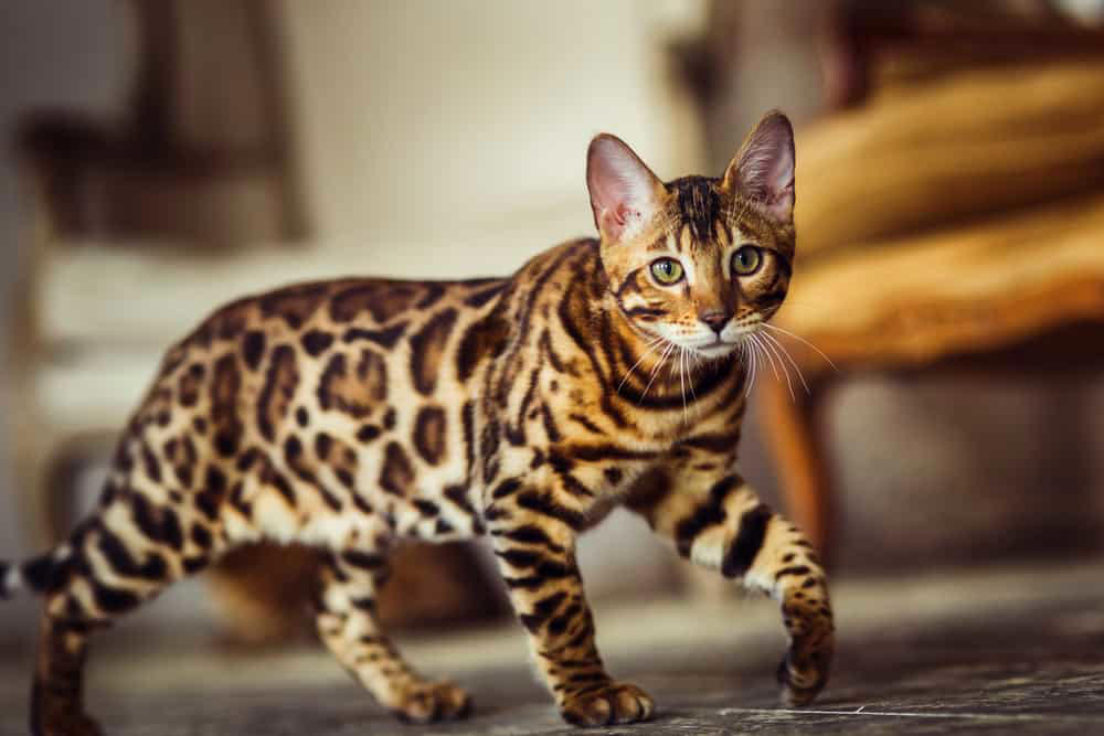 1. Sugar Gliders Are Tiny and Fluffy, 2. Don’t Let Axolotls Fool You, 3. Fennec Foxes Are The Big-Eared Cuties You’ve Been Waiting For, 4. Capybaras Are the World’s Largest Rodents, 5. Kinkajous Are the Cutest Rainforest Mammals, 6. Savannah Cats Can Be Both Wild And Domestic, 7. Macaws Are Beautiful Exotic Birds, 8. Wallabies Are Like Mini Kangaroos, 9. Tarantulas Are The Fuzzy Exotic Pet You Didn’t Know You Needed, 10. Servals Can Leap Like a Boss, 11. Hedgehogs Are Just Tiny Balls of Attitude, 12. Coatimundis: Curious Noses and Mischievous Minds, 13. Marmosets Have Big Energy, 14. Genets Are Always on the Move, 15. Green Tree Pythons Are Stunning Snakes, 16. Bengal Cats Have a Wild Look, 17. Slow Lorises Have Eyes That Will Draw You In