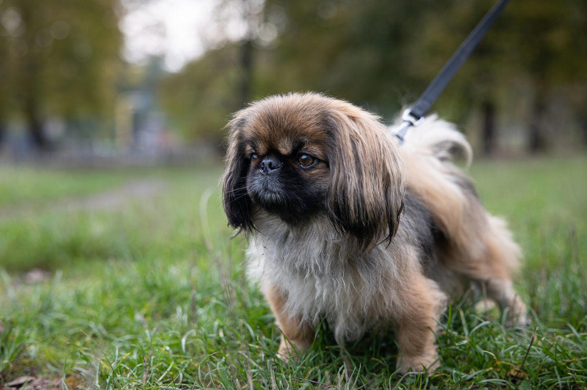 1) Cavalier King Charles Spaniel, 2) French Bulldog, 3) Shih Tzu, 4) Pomeranian, 5) Havanese, 6) Maltese, 7) Toy Poodle, 8) Chihuahua, 9) Boston Terrier, 10) Pekingese, 11) Bichon Frise, 12) Papillon, 13) Yorkshire Terrier, 14) Lhasa Apso, 15) Japanese Chin