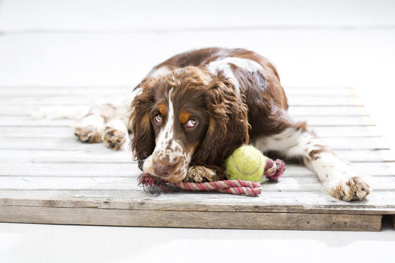 Border Collie, Poodle (Standard, Miniature, and Toy), German Shepherd, Golden Retriever, Labrador Retriever, Australian Shepherd, Belgian Malinois, Doberman Pinscher, Shetland Sheepdog, Papillon, Rottweiler, English Springer Spaniel, Miniature Schnauzer, Cattle Dog (Blue Heeler), Belgian Tervurens