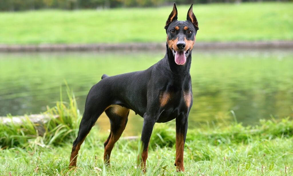 Border Collie, Poodle (Standard, Miniature, and Toy), German Shepherd, Golden Retriever, Labrador Retriever, Australian Shepherd, Belgian Malinois, Doberman Pinscher, Shetland Sheepdog, Papillon, Rottweiler, English Springer Spaniel, Miniature Schnauzer, Cattle Dog (Blue Heeler), Belgian Tervurens