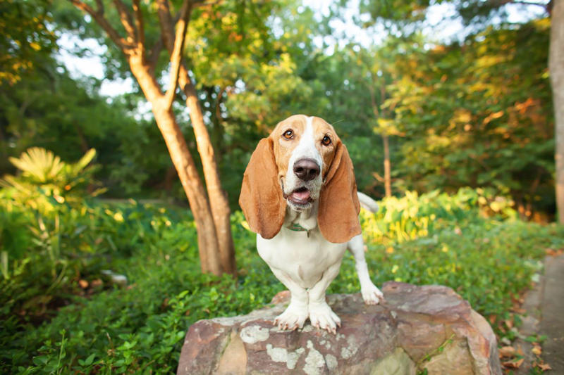 1) Labrador Retriever, 2) Golden Retriever, 3) Cavalier King Charles Spaniel, 4) Miniature Poodle, 5) Beagle, 6) Shih Tzu, 7) Boxer, 8) French Bulldog, 10) Basset Hound