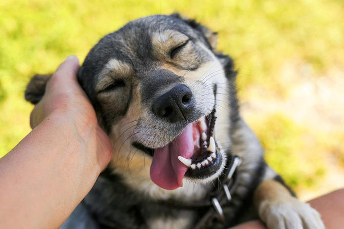 Decoding your dog’s happiness, About the experts, Soft, relaxed gaze, Happy facial expression, Tail and body wagging, Loose, bouncy stride, Play bow stance, Happy dancing, Physical contact, Normal appetite, Good behavior, Sufficient sleep, Friendly and social demeanor, How can you make your dog happier?, Why trust us