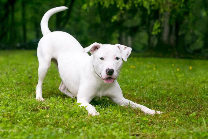Decoding your dog’s happiness, About the experts, Soft, relaxed gaze, Happy facial expression, Tail and body wagging, Loose, bouncy stride, Play bow stance, Happy dancing, Physical contact, Normal appetite, Good behavior, Sufficient sleep, Friendly and social demeanor, How can you make your dog happier?, Why trust us