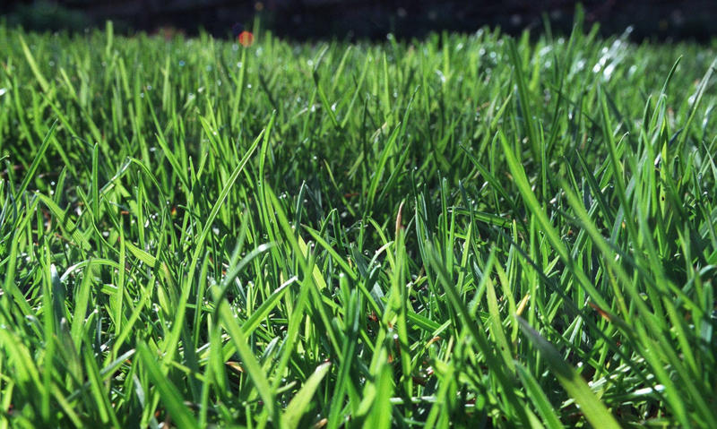 How high can the grass grow before it needs to be mowed?, Do you need a permit to hold a garage sale?, Can you park an RV in your driveway?, How many pets can you keep at home?