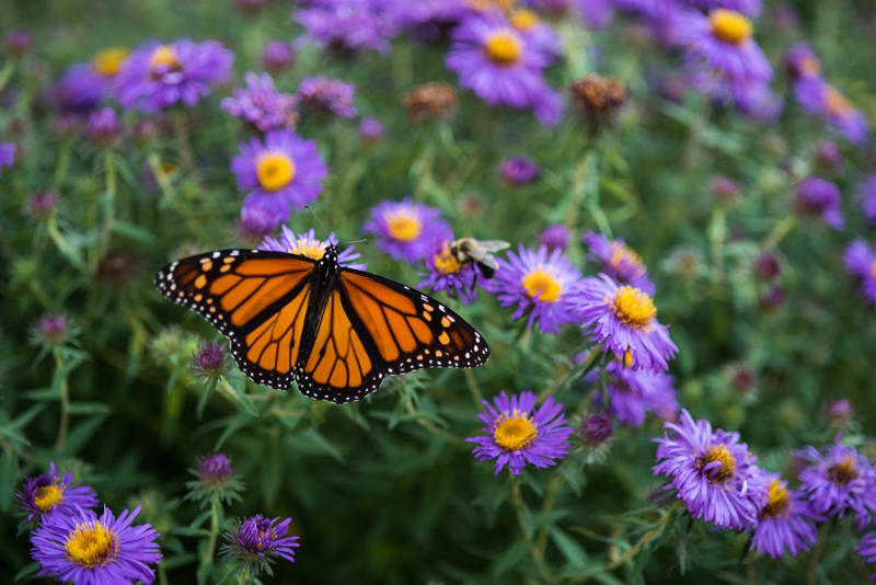 Echinacea, Solomon’s Seal, Ninebark, Black-Eyed Susans
