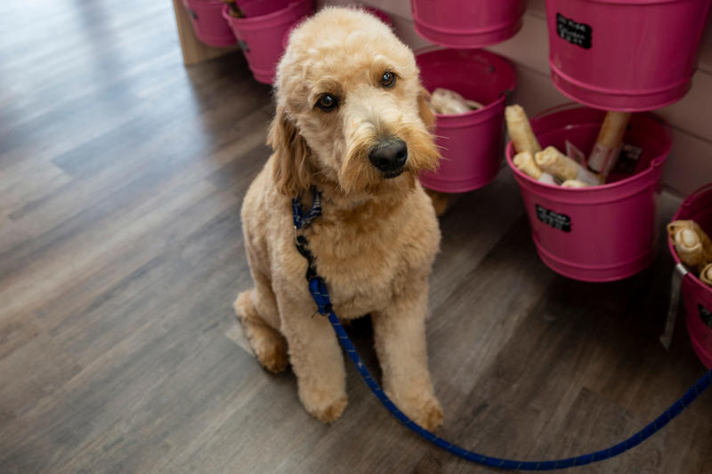 Is New Jersey becoming more dog-friendly?, 27 dog-friendly breweries, bars and restaurants in North Jersey, Treat your pup to a walk at these 14 dog-friendly hiking trails, Keep Fido feeling fresh at these 15 luxury dog salons and stores