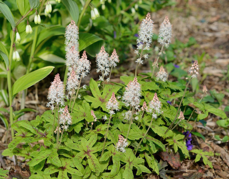 10) Epimedium, 11) Ferns, 12) Hellebore, 13) Foamflower, 14) Toad Lily, 15) Bletilla, 16) Siberian Bugloss, 17) Corydalis, 21) Trillium, 22) Jack-in-the-Pulpit, 25) Solomon’s Seal