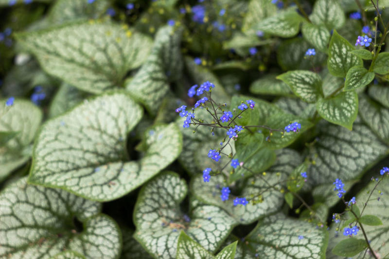 10) Epimedium, 11) Ferns, 12) Hellebore, 13) Foamflower, 14) Toad Lily, 15) Bletilla, 16) Siberian Bugloss, 17) Corydalis, 21) Trillium, 22) Jack-in-the-Pulpit, 25) Solomon’s Seal