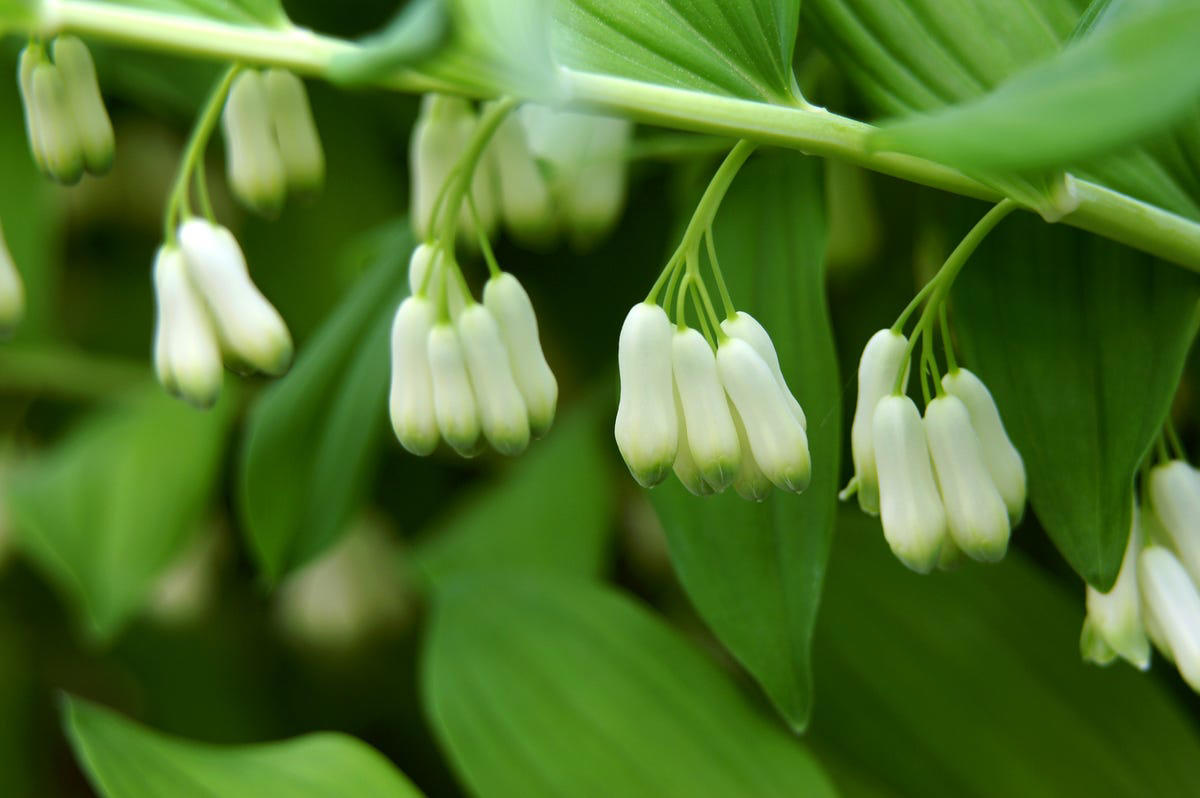 10) Epimedium, 11) Ferns, 12) Hellebore, 13) Foamflower, 14) Toad Lily, 15) Bletilla, 16) Siberian Bugloss, 17) Corydalis, 21) Trillium, 22) Jack-in-the-Pulpit, 25) Solomon’s Seal