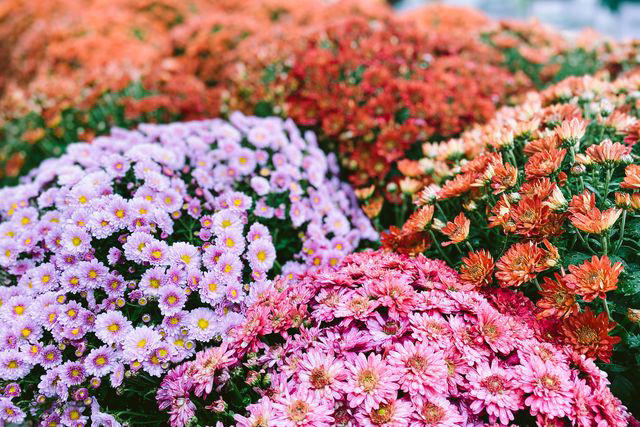 Black Eyed Susans, Geraniums, Christmas Fern, Sunflowers, Oakleaf Hydrangeas, More Ferns, Ornamental Grasses