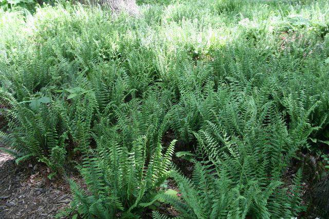 Black Eyed Susans, Geraniums, Christmas Fern, Sunflowers, Oakleaf Hydrangeas, More Ferns, Ornamental Grasses