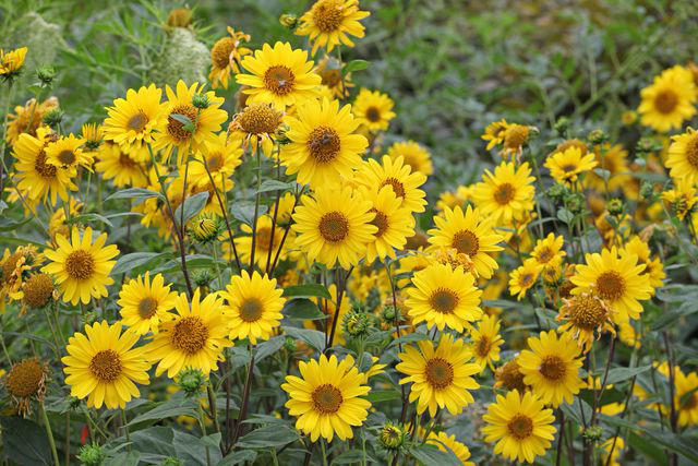 Black Eyed Susans, Geraniums, Christmas Fern, Sunflowers, Oakleaf Hydrangeas, More Ferns, Ornamental Grasses