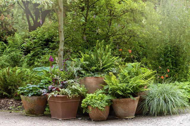 Black Eyed Susans, Geraniums, Christmas Fern, Sunflowers, Oakleaf Hydrangeas, More Ferns, Ornamental Grasses