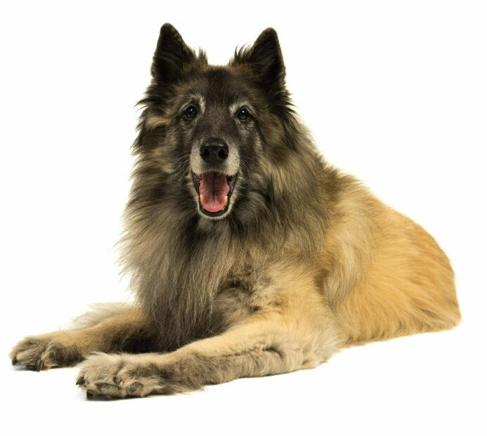 Best small dogs for travel , Best large dogs for travel , Prepare your pup for travel, Choose dog-friendly travel destinations, Final thought on the best dogs for travel