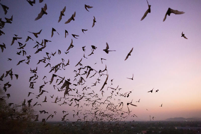The importance of preserving species Cancer in all species, Bats avoid the disease, Long lives, Impressive, Remaining young and cancer-free, Understanding why, Three factors, Gene P53, Boosted protection, Immune system, What we can learn