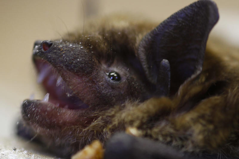 White nose syndrome Cancer in all species, Bats avoid the disease, Long lives, Impressive, Remaining young and cancer-free, Understanding why, Three factors, Gene P53, Boosted protection, Immune system, What we can learn