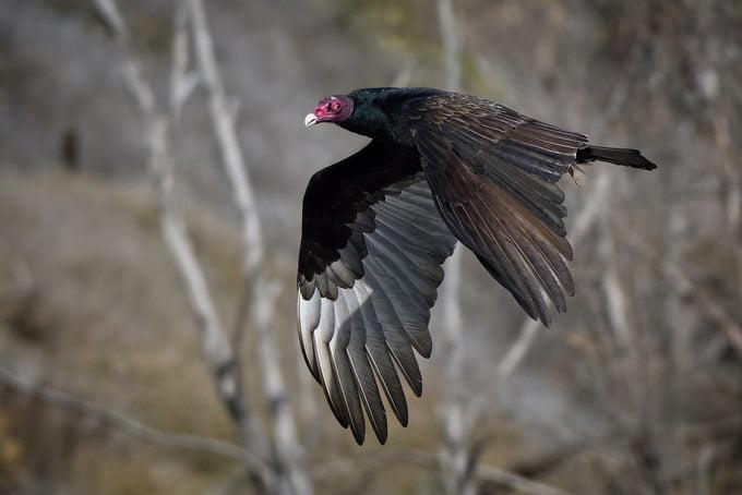 Multiple Types of Vultures Live in the U.S., Turkey Vultures Have a Gross Defense Method, Here’s Why Vultures Don’t Sing, Flying With Finesse, Vultures Stick Together, Vultures Use Their Senses to Find Food, How Long Do Vultures Live?, California Condors Are Endangered