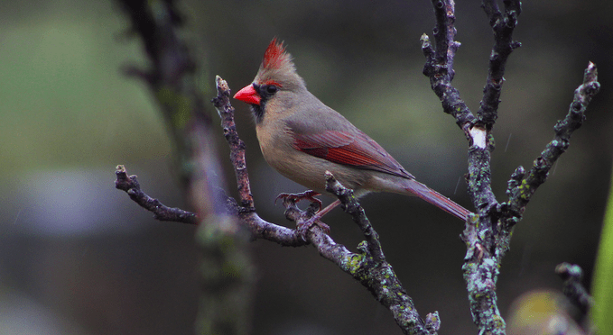 What Does a Northern Cardinal Bird Look Like?, Northern Cardinal Bird Range, Are Cardinals Territorial Birds?, Both Male and Female Cardinals Sing, Cardinals Eat Seeds From Bird Feeders, Northern Cardinal Nesting Habits, Plant Dense Shrubs for the Ideal Cardinal Habitat, Why Are Male Cardinal Birds Red?, Look for Rare Cardinal Birds in Other Colors, How Did the Northern Cardinal Bird Get Its Name?, Can You Own Pet Cardinals?