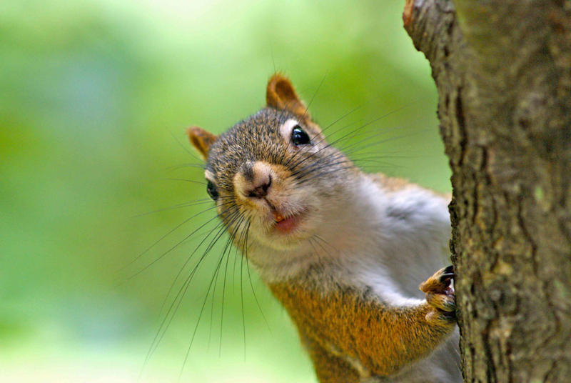 Understanding Squirrel Behavior, Signs of Squirrel Damage in Gardens, Plants That Repel Squirrels, Additional Strategies to Deter Squirrels