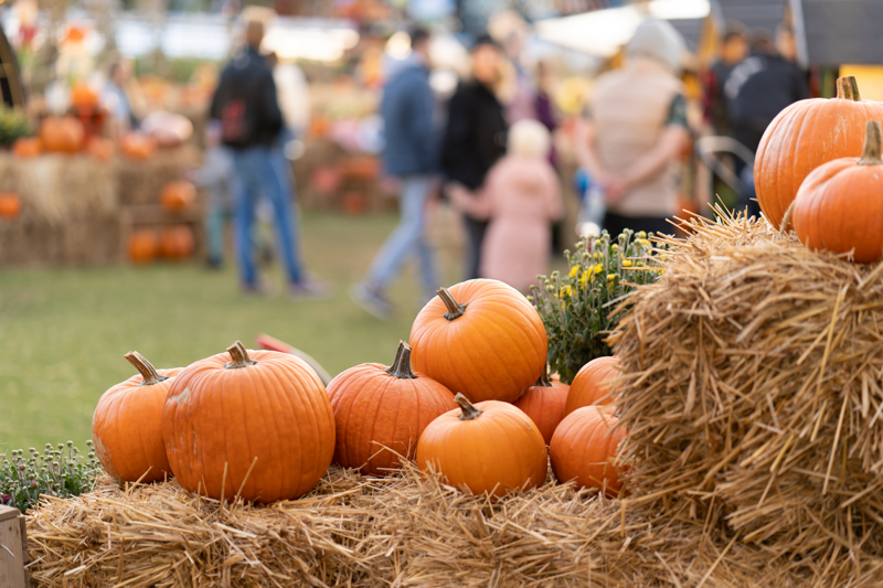 How to grow pumpkins, When to harvest pumpkins, How to harvest pumpkins, Tips for storing pumpkins, How to use your pumpkins