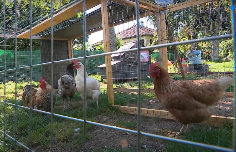 Ruffled residents take action against rowdy roosters Surprising real estate spats from around the globe, Homeowner built fence through neighbour's swimming pool, Woman gave house 'circus' makeover after planning complaints, Ruffled residents take action against rowdy roosters, Man builds three-foot-wide house to block neighbour’s outlook, Goalkeeper took chainsaw to neighbour’s garage over obstructed view, Neighbours' tree cut in half over bird mess, Neighbours' tree cut in half over bird poo squabble, Millionaire couple sued by neighbours over supercar headache, Airbnb host riled neighbours with pink emoji paint job, Civil War veteran built skinny house to spite his brother, Vegan sued neighbours over barbecue smells, Neighbour filed noise complaint over rowdy sea lions, Disgruntled man listed part of homeowner's wall for £37k