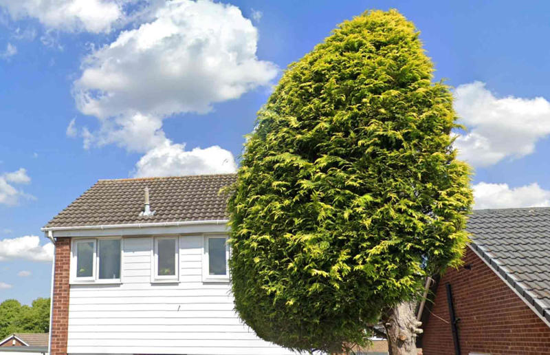 Neighbours' tree cut in half over bird mess Surprising real estate spats from around the globe, Homeowner built fence through neighbour's swimming pool, Woman gave house 'circus' makeover after planning complaints, Ruffled residents take action against rowdy roosters, Man builds three-foot-wide house to block neighbour’s outlook, Goalkeeper took chainsaw to neighbour’s garage over obstructed view, Neighbours' tree cut in half over bird mess, Neighbours' tree cut in half over bird poo squabble, Millionaire couple sued by neighbours over supercar headache, Airbnb host riled neighbours with pink emoji paint job, Civil War veteran built skinny house to spite his brother, Vegan sued neighbours over barbecue smells, Neighbour filed noise complaint over rowdy sea lions, Disgruntled man listed part of homeowner's wall for £37k