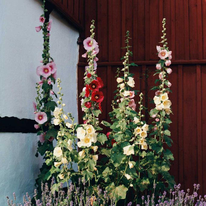When To Cut Back Perennials, Cut Back: Iris, Cut Back: Bee Balm, Cut Back: Peonies, Cut Back: Daylilies, Cut Back: Lilies, Cut Back: Phlox, Cut Back: Blazing Star, Cut Back: Hostas, Cut Back: Hollyhocks, Cut Back: Chrysanthemum, Let Be: Sedum, Let Be: Ornamental Grasses, Let Be: Russian Sage, Let Be: Coneflowers, Let Be: Hibiscus