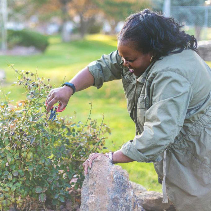 When To Cut Back Perennials, Cut Back: Iris, Cut Back: Bee Balm, Cut Back: Peonies, Cut Back: Daylilies, Cut Back: Lilies, Cut Back: Phlox, Cut Back: Blazing Star, Cut Back: Hostas, Cut Back: Hollyhocks, Cut Back: Chrysanthemum, Let Be: Sedum, Let Be: Ornamental Grasses, Let Be: Russian Sage, Let Be: Coneflowers, Let Be: Hibiscus