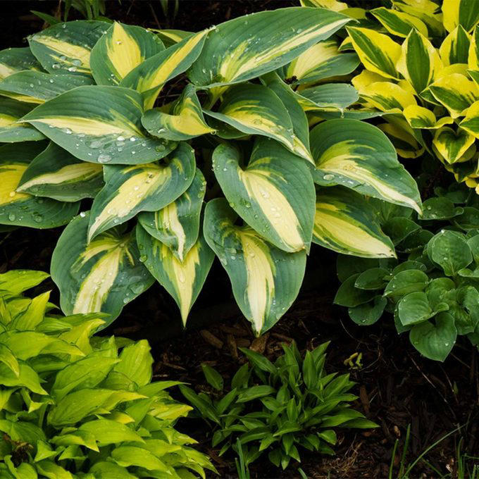 When To Cut Back Perennials, Cut Back: Iris, Cut Back: Bee Balm, Cut Back: Peonies, Cut Back: Daylilies, Cut Back: Lilies, Cut Back: Phlox, Cut Back: Blazing Star, Cut Back: Hostas, Cut Back: Hollyhocks, Cut Back: Chrysanthemum, Let Be: Sedum, Let Be: Ornamental Grasses, Let Be: Russian Sage, Let Be: Coneflowers, Let Be: Hibiscus