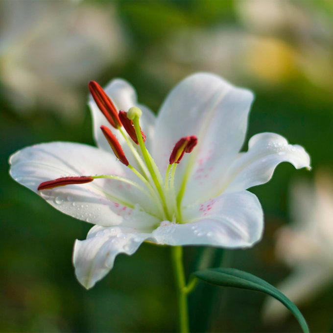 When To Cut Back Perennials, Cut Back: Iris, Cut Back: Bee Balm, Cut Back: Peonies, Cut Back: Daylilies, Cut Back: Lilies, Cut Back: Phlox, Cut Back: Blazing Star, Cut Back: Hostas, Cut Back: Hollyhocks, Cut Back: Chrysanthemum, Let Be: Sedum, Let Be: Ornamental Grasses, Let Be: Russian Sage, Let Be: Coneflowers, Let Be: Hibiscus