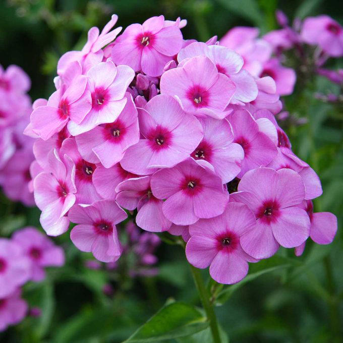 When To Cut Back Perennials, Cut Back: Iris, Cut Back: Bee Balm, Cut Back: Peonies, Cut Back: Daylilies, Cut Back: Lilies, Cut Back: Phlox, Cut Back: Blazing Star, Cut Back: Hostas, Cut Back: Hollyhocks, Cut Back: Chrysanthemum, Let Be: Sedum, Let Be: Ornamental Grasses, Let Be: Russian Sage, Let Be: Coneflowers, Let Be: Hibiscus