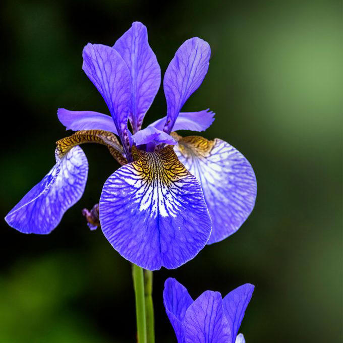 When To Cut Back Perennials, Cut Back: Iris, Cut Back: Bee Balm, Cut Back: Peonies, Cut Back: Daylilies, Cut Back: Lilies, Cut Back: Phlox, Cut Back: Blazing Star, Cut Back: Hostas, Cut Back: Hollyhocks, Cut Back: Chrysanthemum, Let Be: Sedum, Let Be: Ornamental Grasses, Let Be: Russian Sage, Let Be: Coneflowers, Let Be: Hibiscus