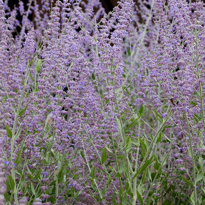 When To Cut Back Perennials, Cut Back: Iris, Cut Back: Bee Balm, Cut Back: Peonies, Cut Back: Daylilies, Cut Back: Lilies, Cut Back: Phlox, Cut Back: Blazing Star, Cut Back: Hostas, Cut Back: Hollyhocks, Cut Back: Chrysanthemum, Let Be: Sedum, Let Be: Ornamental Grasses, Let Be: Russian Sage, Let Be: Coneflowers, Let Be: Hibiscus